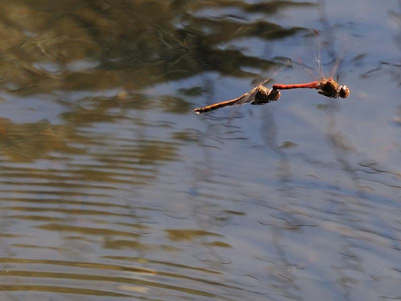 Sympetrum striolatum